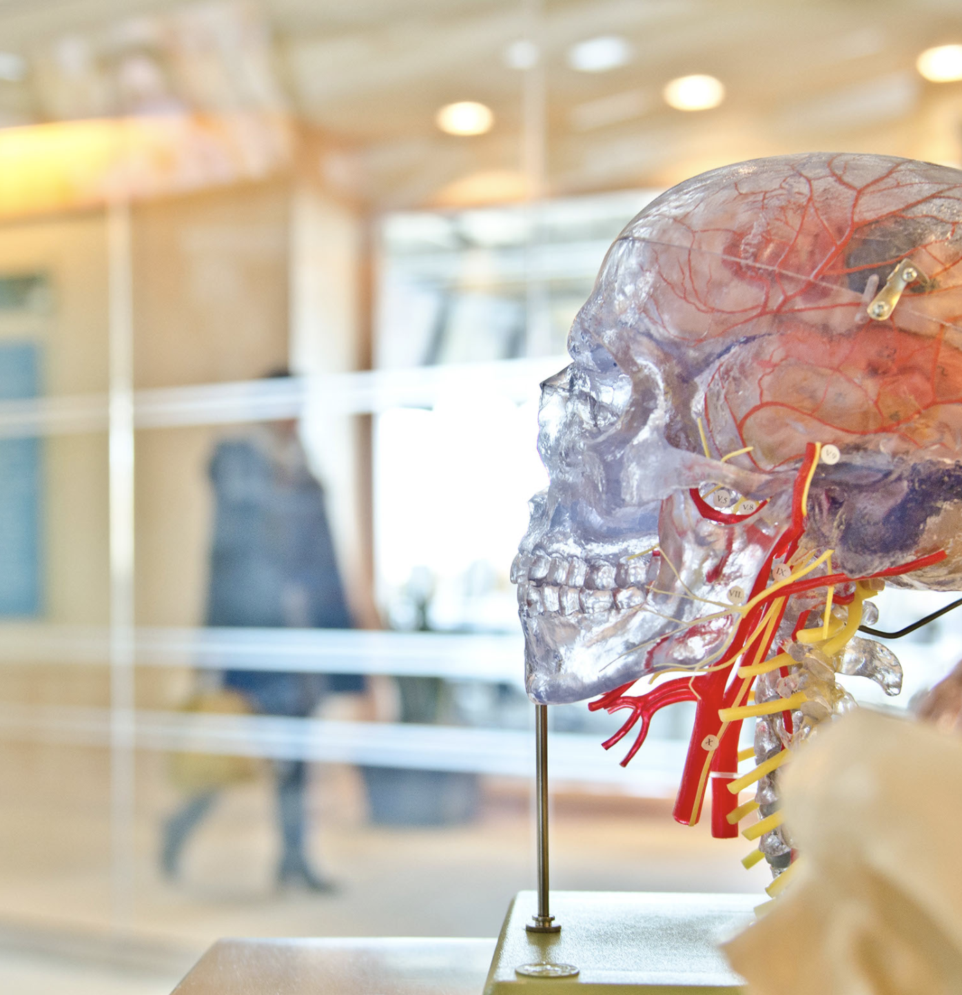 photo at a medical exhibition of a clear fake skull with a colorful brain inside